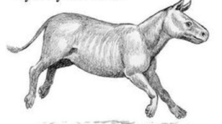 cavalli immagine brontoteri