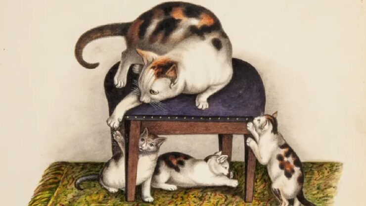 gatti mind foto