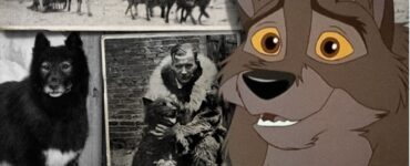 balto collage di foto