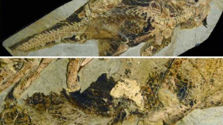 grazie straordinario ritrovamento sappiamo come è fatto l'ano di un dinosauro