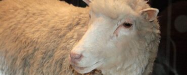 foto della pecora dolly