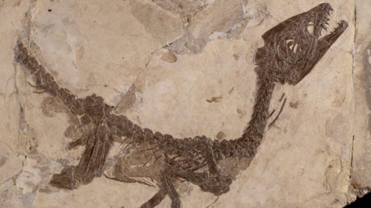 fossile italiano completo