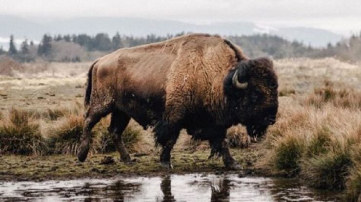 sterminio bisonti immagine