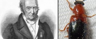 un coleottero salvò l'entomologo francese Pierre-André Latreille