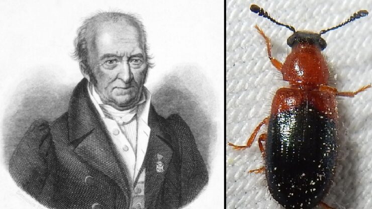 un coleottero salvò l'entomologo francese Pierre-André Latreille