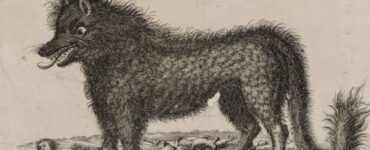 mostro Gévaudan rappresentazione