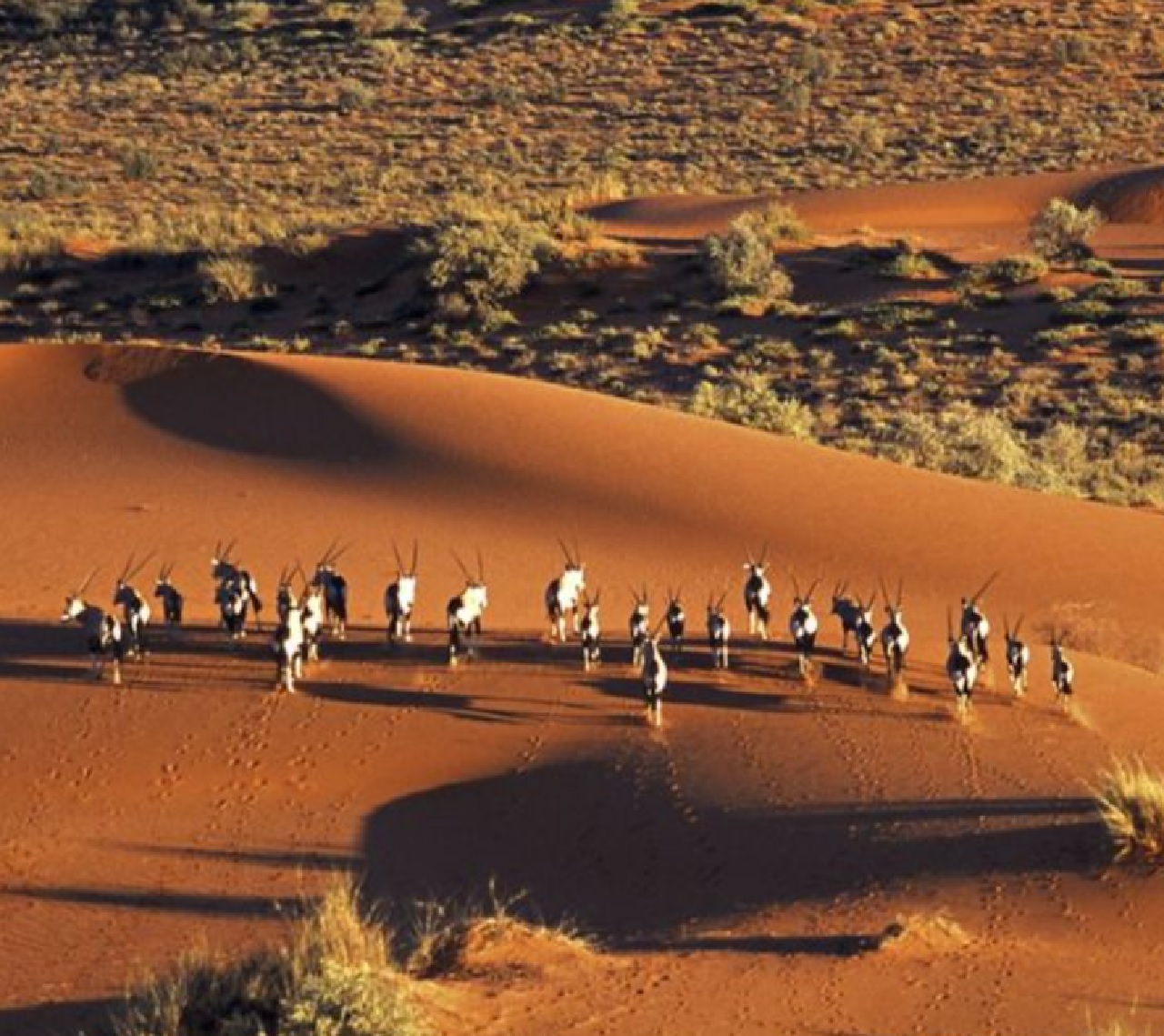 incisioni millenarie Kalahari