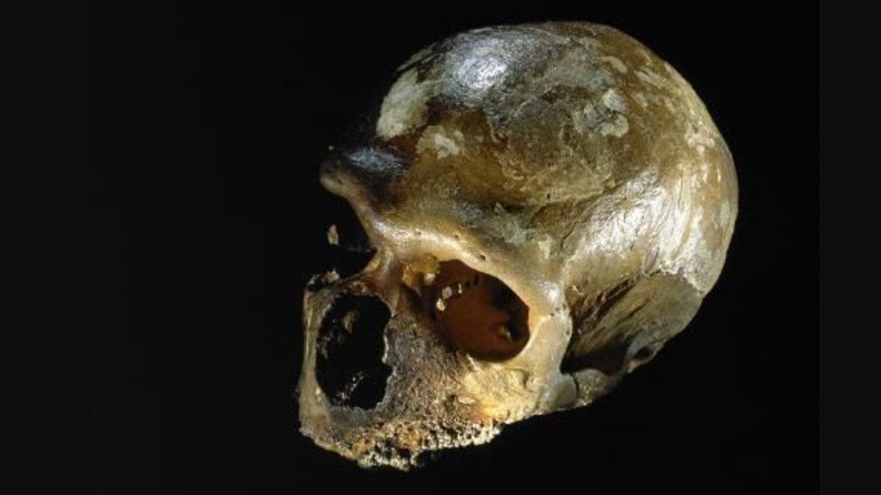 donna di Neanderthal teschio