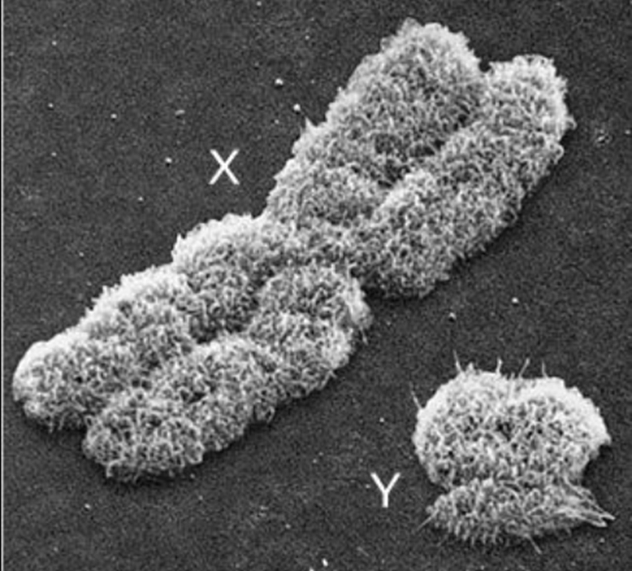 scheletri immagine cromosoma