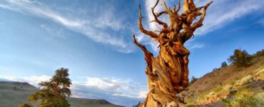 matusalemme l'albero più antico della terra ha circa 4850 anni