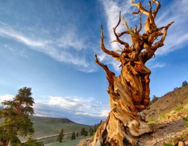 matusalemme l'albero più antico della terra ha circa 4850 anni