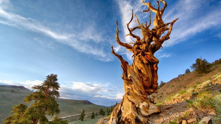matusalemme l'albero più antico della terra ha circa 4850 anni