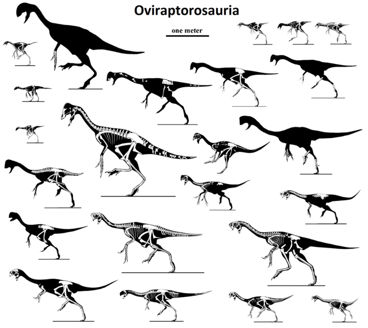 embrione di dinosauro diversi esemplari di oviraptorosauri