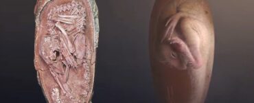 ritrovato un embrione di dinosauro meravigliosamente conservato dopo 70 milioni di anni