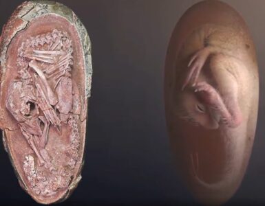 ritrovato un embrione di dinosauro meravigliosamente conservato dopo 70 milioni di anni