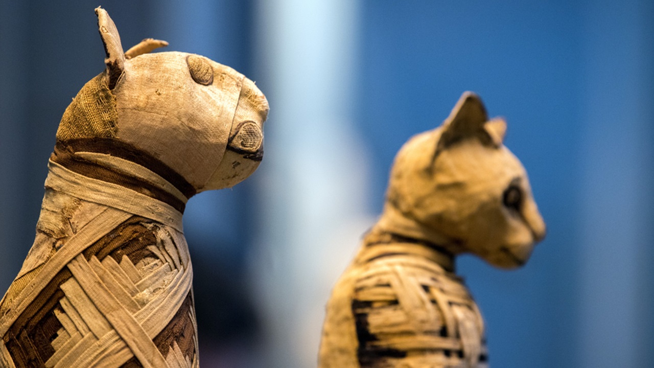 finalmente svelato il processo di mummificazione di un gatto egizio