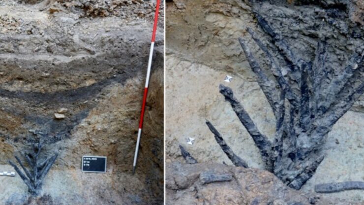 difese lignee castrum romano Renania-Palatinato