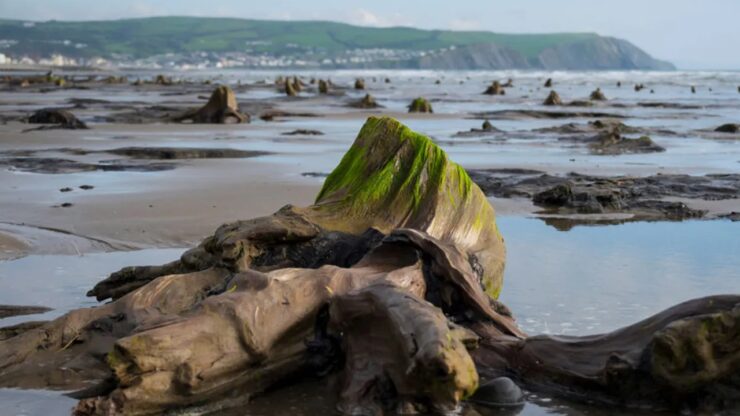 Una foresta sommersa dall'acqua del mare in Galles