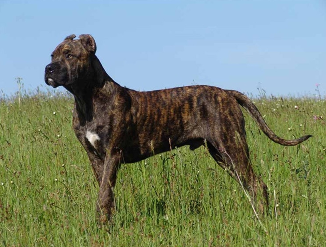 Becerrillo cane alano spagnolo