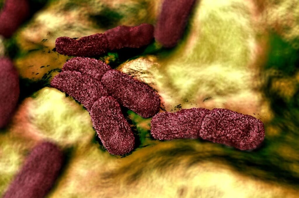 peste batterio Yersinia Pestis