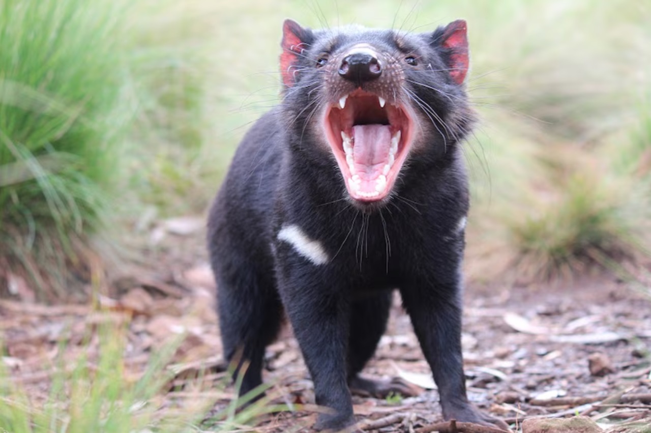 diavolo della Tasmania foto