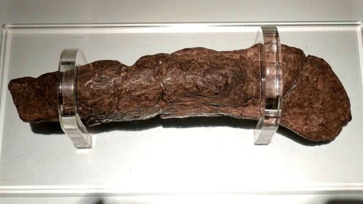 La coprolite di York quando le feci hanno più valore di un gioiello