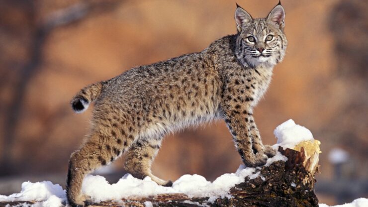 una lince immagine