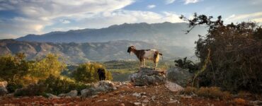 creta