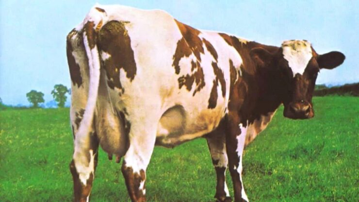 Foto del giorno: i Pink Floyd, una mucca e la ricerca della semplicità