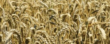 La caduta dell'Impero romano d'Occidente cambia drasticamente l'alimentazione quotidiana. cereali
