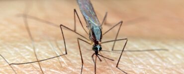 malaria zanzara