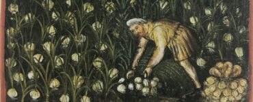 Nel Medioevo era preziosa quanto l'argento sua maestà la cipolla