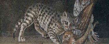 animali domestici gatti