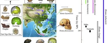 homo juluensis schema