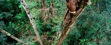 Korowai, vivere sugli alberi non è mai stato così semplice