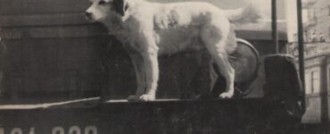 Lampo il cane che ha girato l'Italia in treno