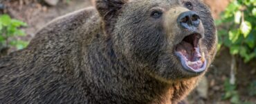 orso