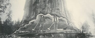 sequoia