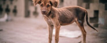 cane randagio foto