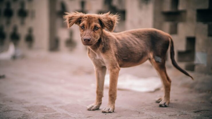 cane randagio foto