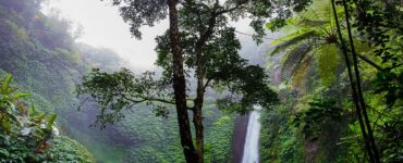 foresta pluviale