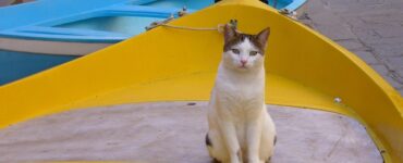 gatti domestici barca