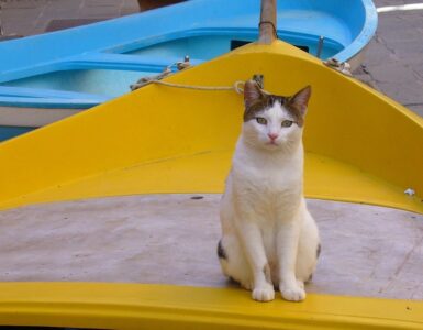 gatti domestici barca