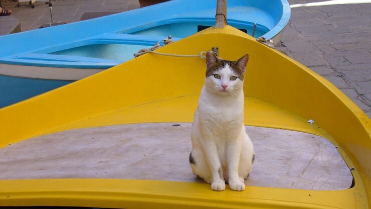 gatti domestici barca