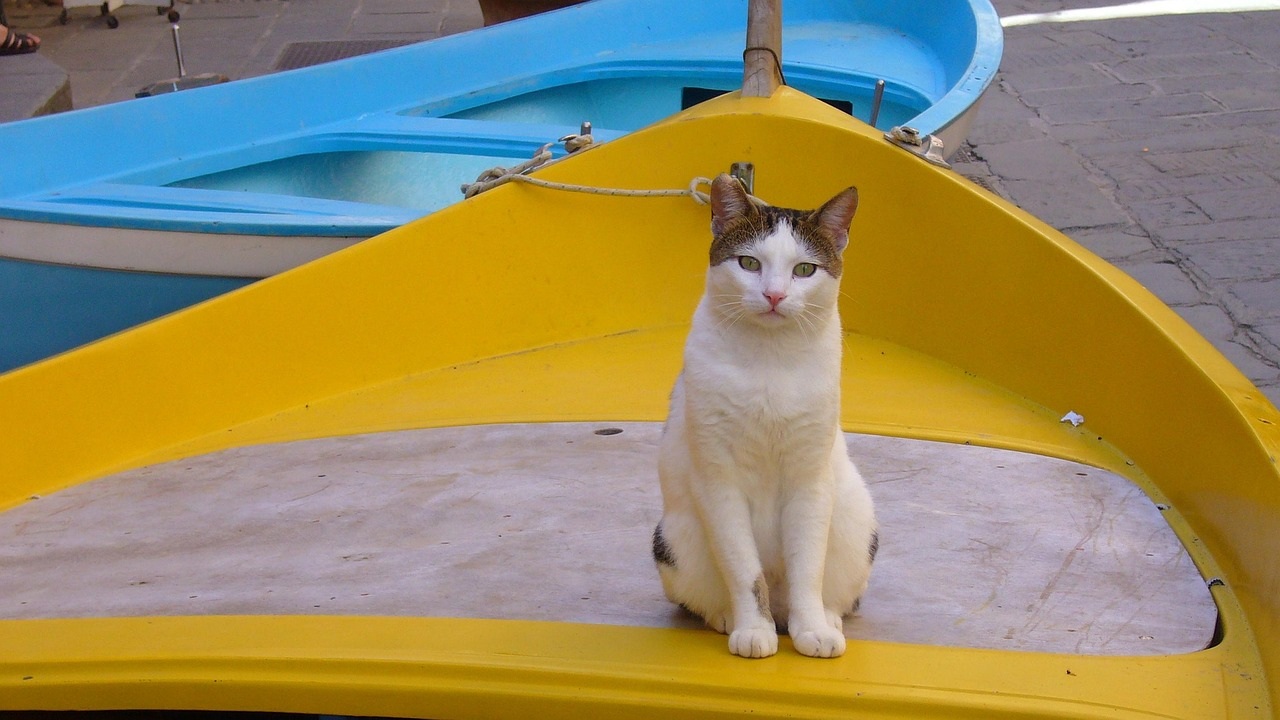 gatti barca