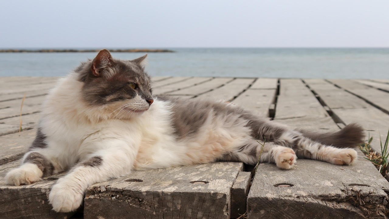 gatto mare