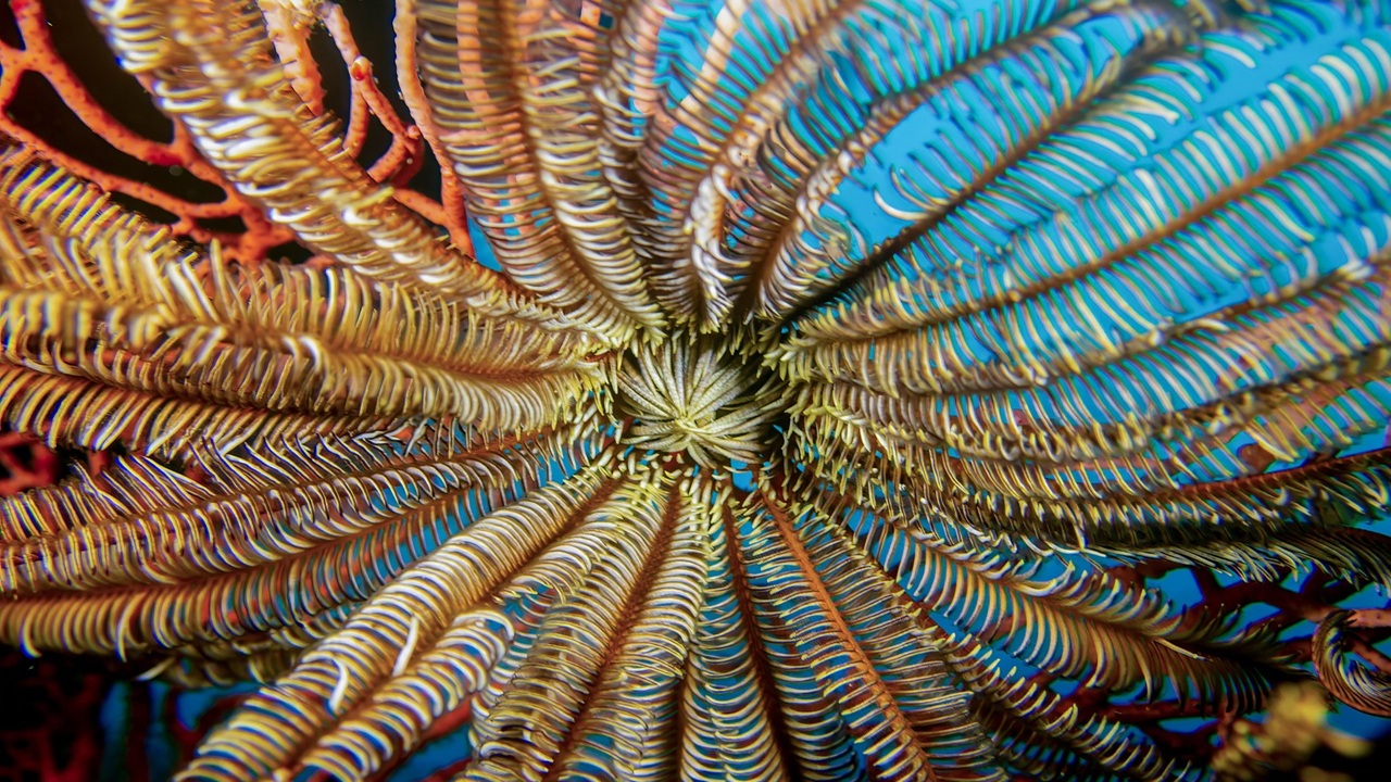 gigli mare