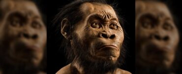 homo naledi