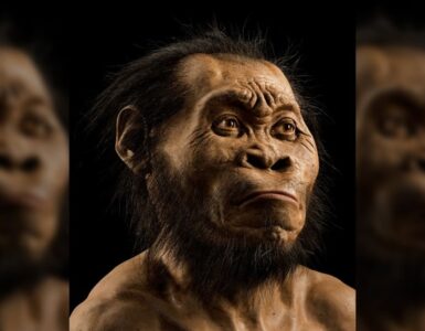 homo naledi