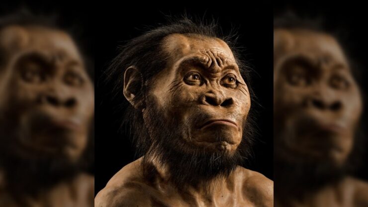 homo naledi
